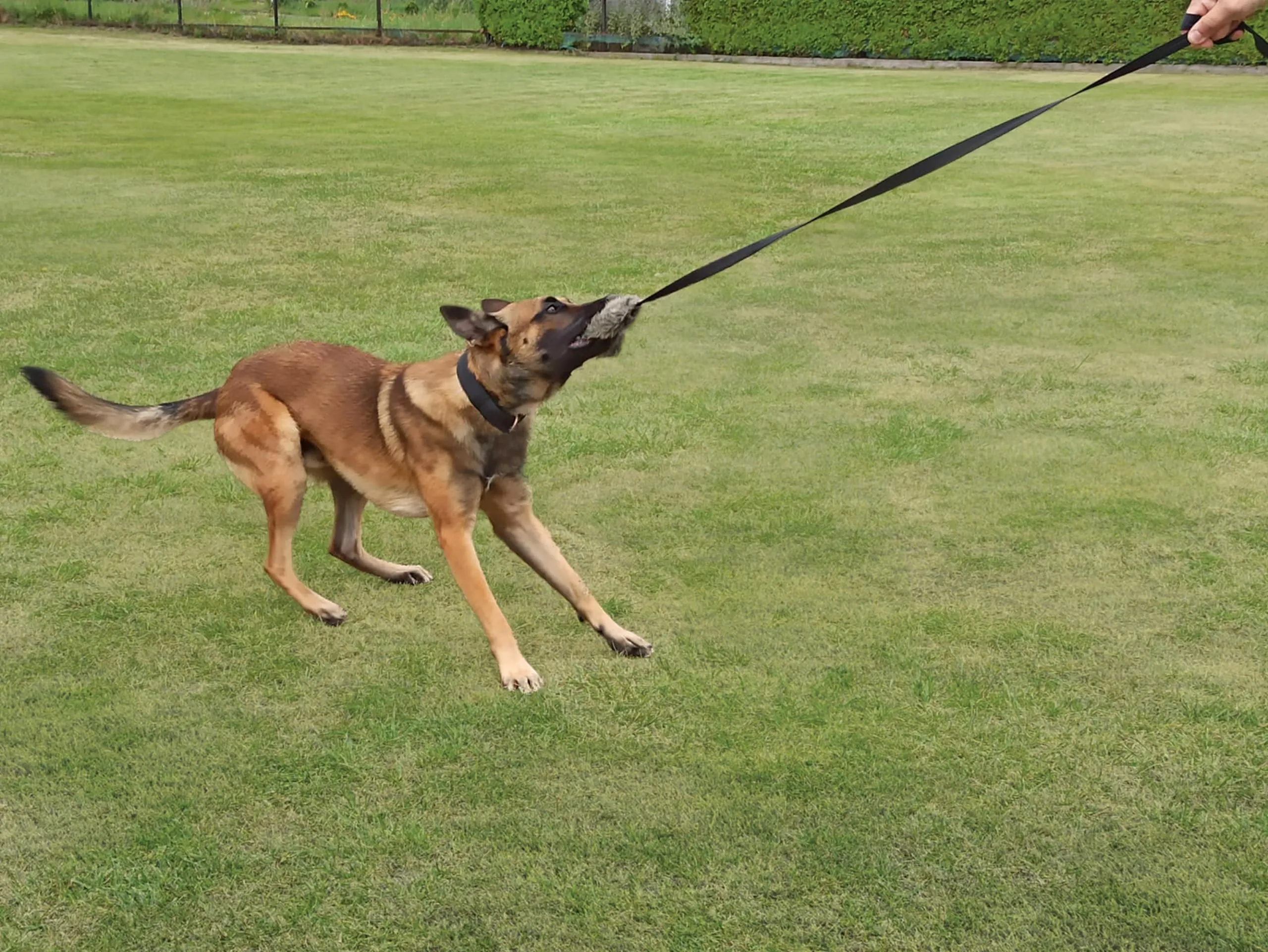 Dingo Waldemar Rutkowski Giocattolo per Cani in Pelliccia Artificiale con Squeaker e Manico Elastico, 150 cm, Nero (15585) - immagine 5