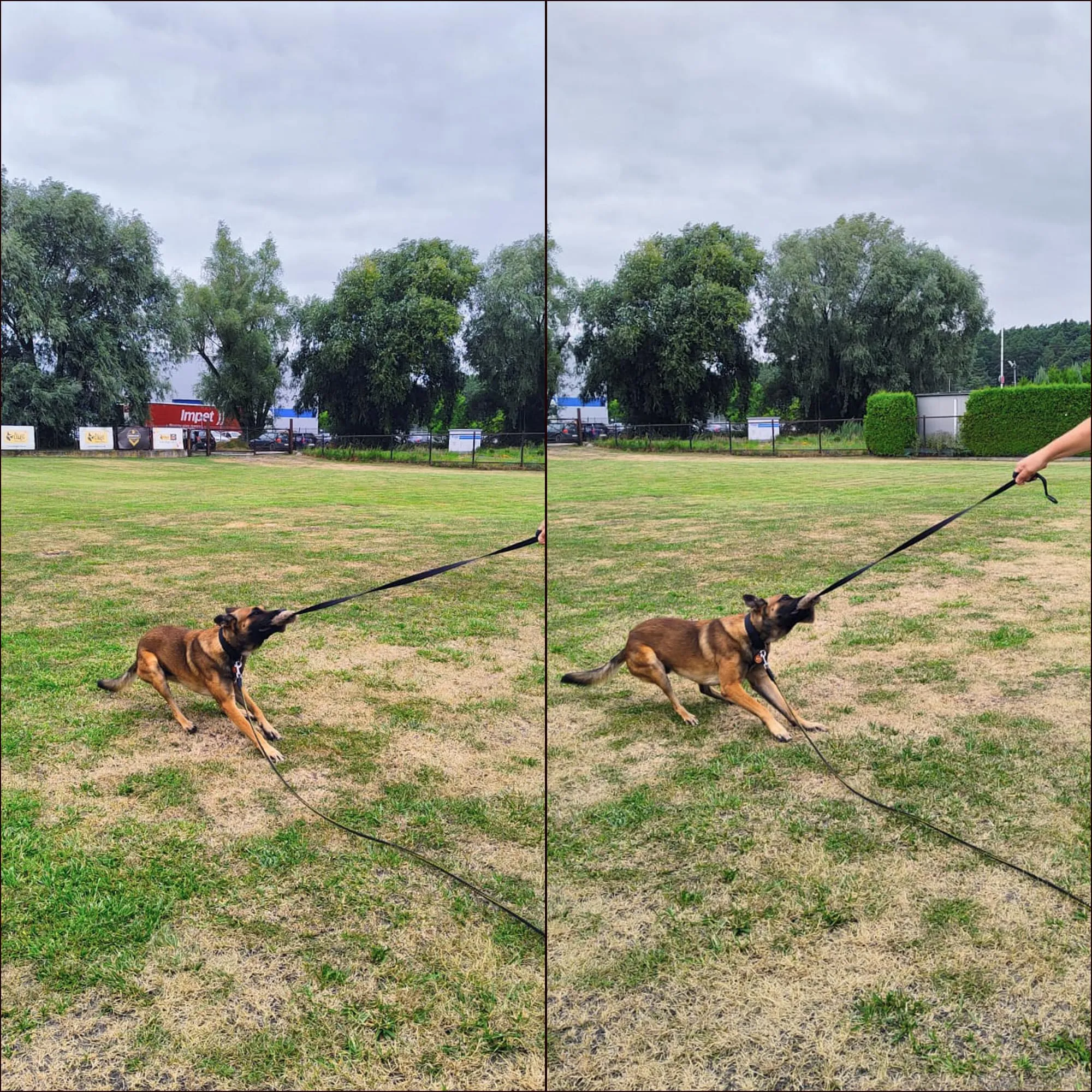 Dingo Waldemar Rutkowski Giocattolo per Cani in Pelliccia Artificiale con Squeaker e Manico Elastico, 150 cm, Nero (15585) - immagine 6