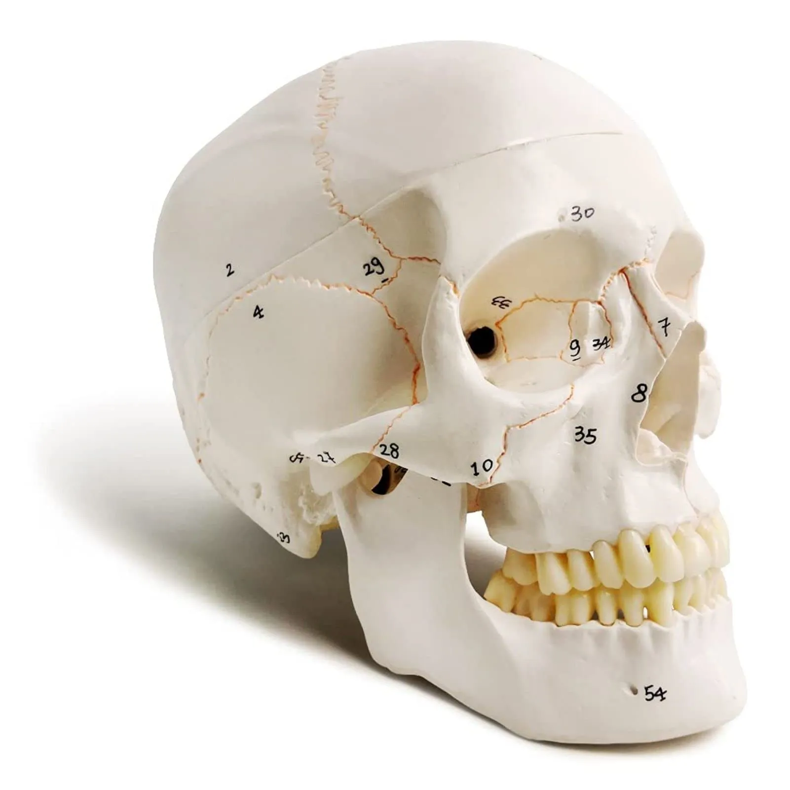 EVOTECH SCIENTIFIC Modello di Cranio Umano, Scala 1:1, 23cm, G Skull A152 - immagine 1