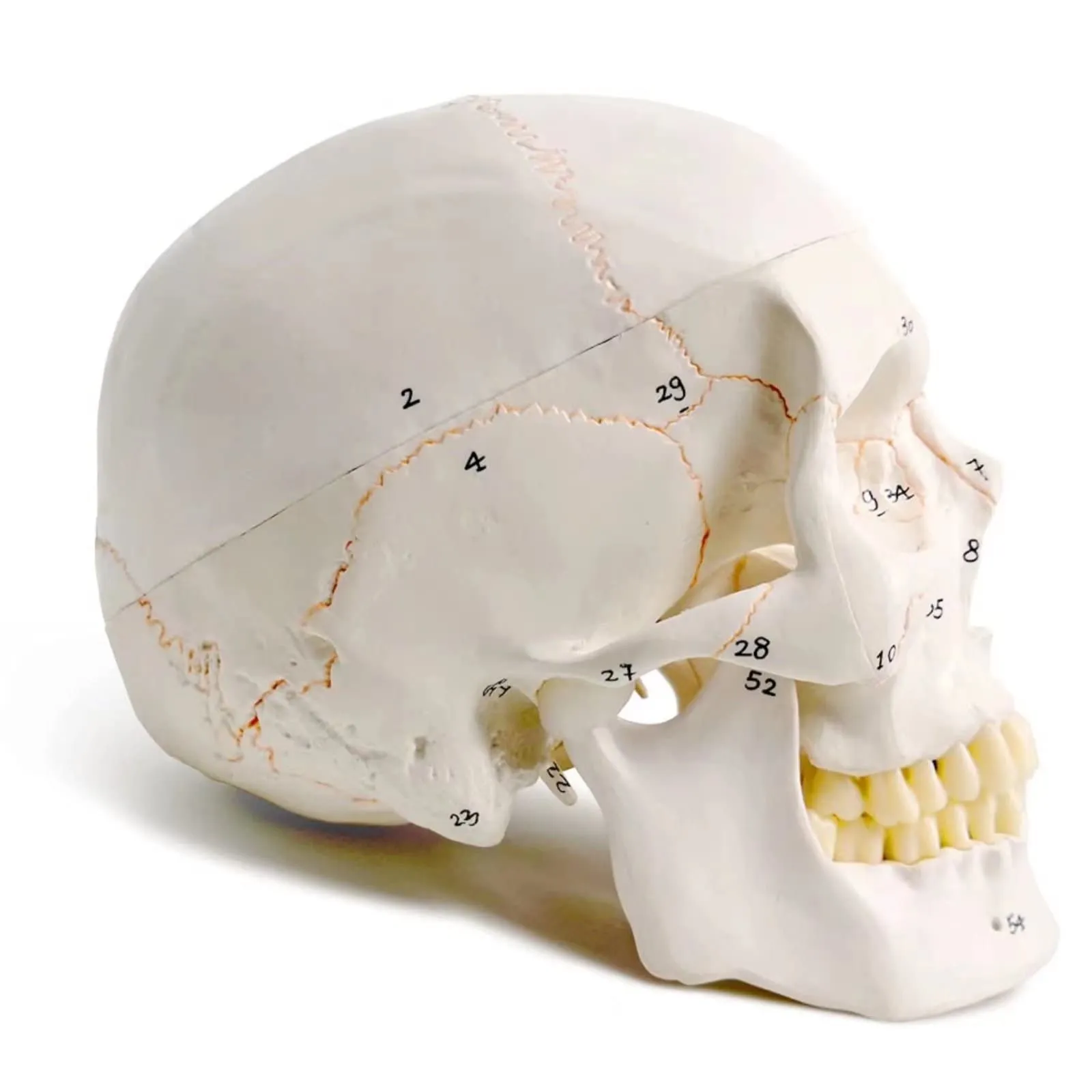 EVOTECH SCIENTIFIC Modello di Cranio Umano, Scala 1:1, 23cm, G Skull A152 - immagine 2