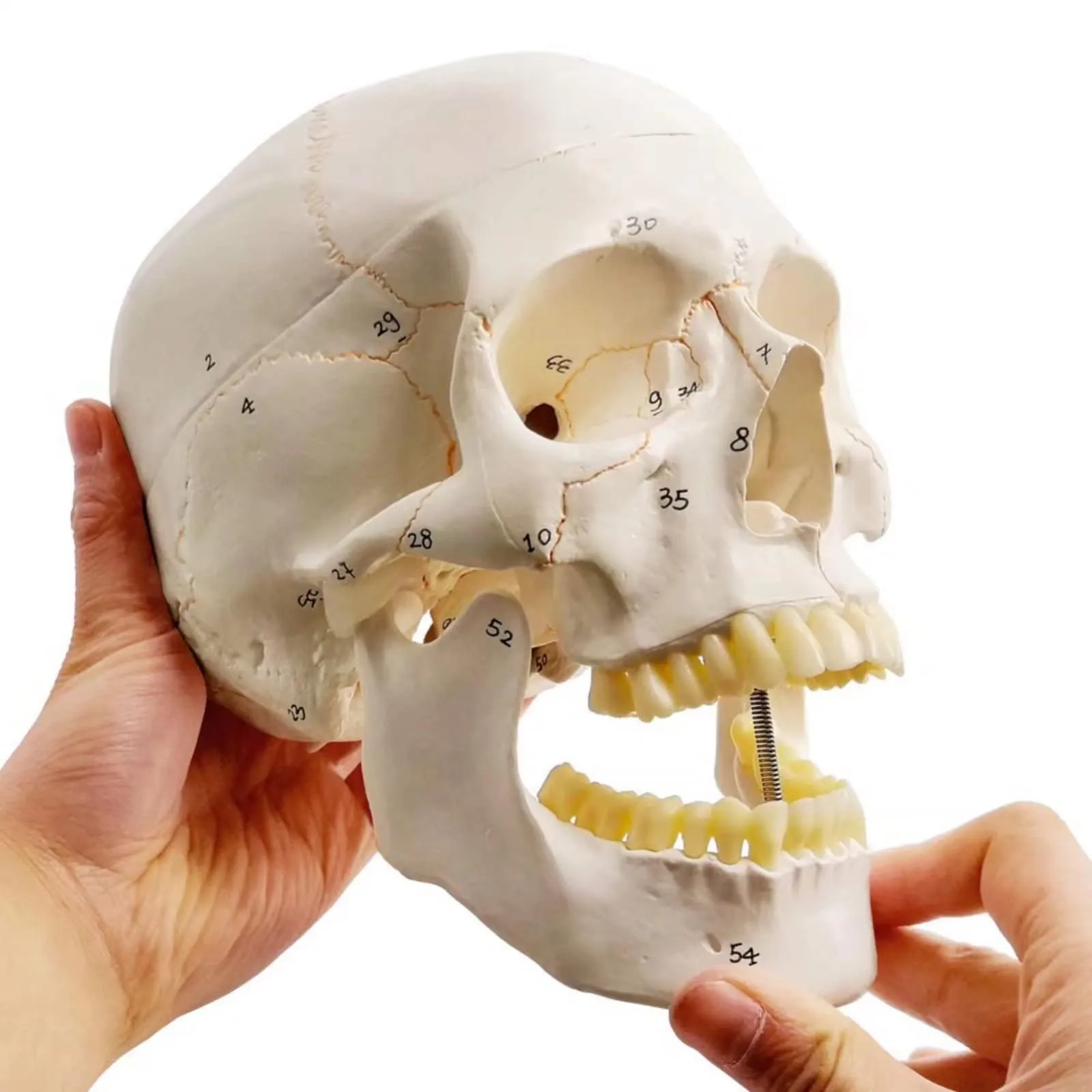 EVOTECH SCIENTIFIC Modello di Cranio Umano, Scala 1:1, 23cm, G Skull A152 - immagine 3