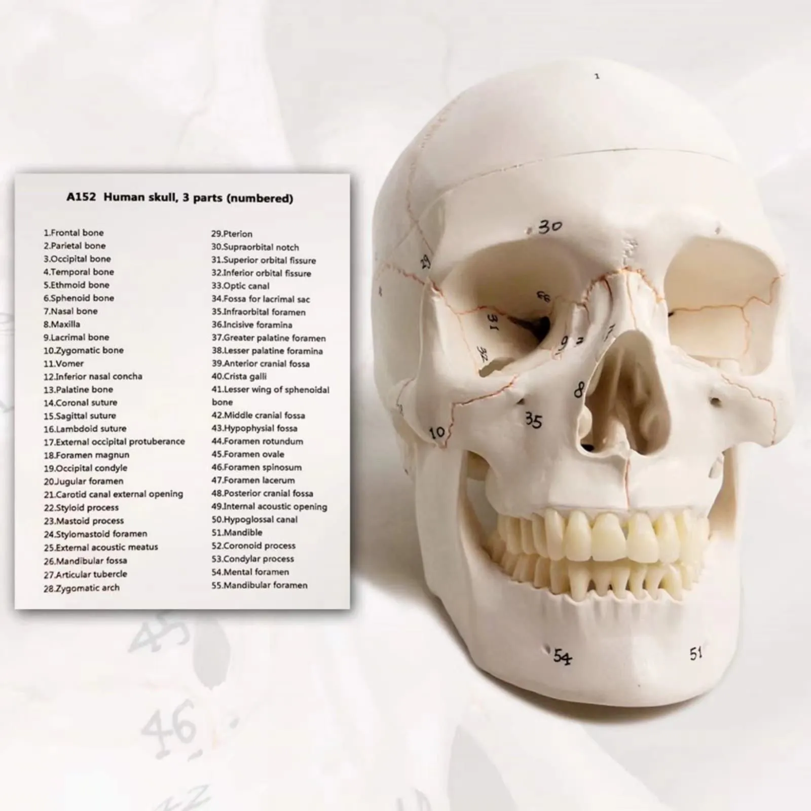 EVOTECH SCIENTIFIC Modello di Cranio Umano, Scala 1:1, 23cm, G Skull A152 - immagine 4