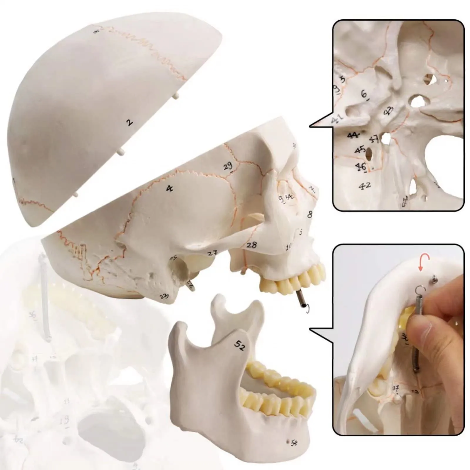 EVOTECH SCIENTIFIC Modello di Cranio Umano, Scala 1:1, 23cm, G Skull A152 - immagine 5