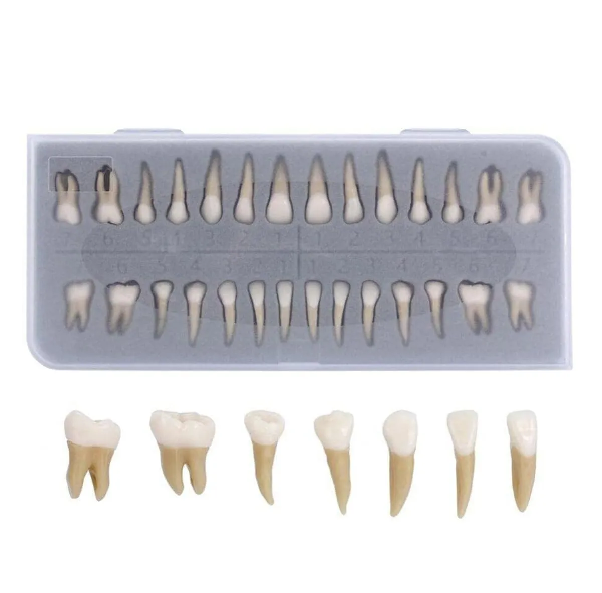 UIGJIOG 28 Modelli Permanenti di Denti Artificiali per Educazione e Ricerca Dentale - immagine 1