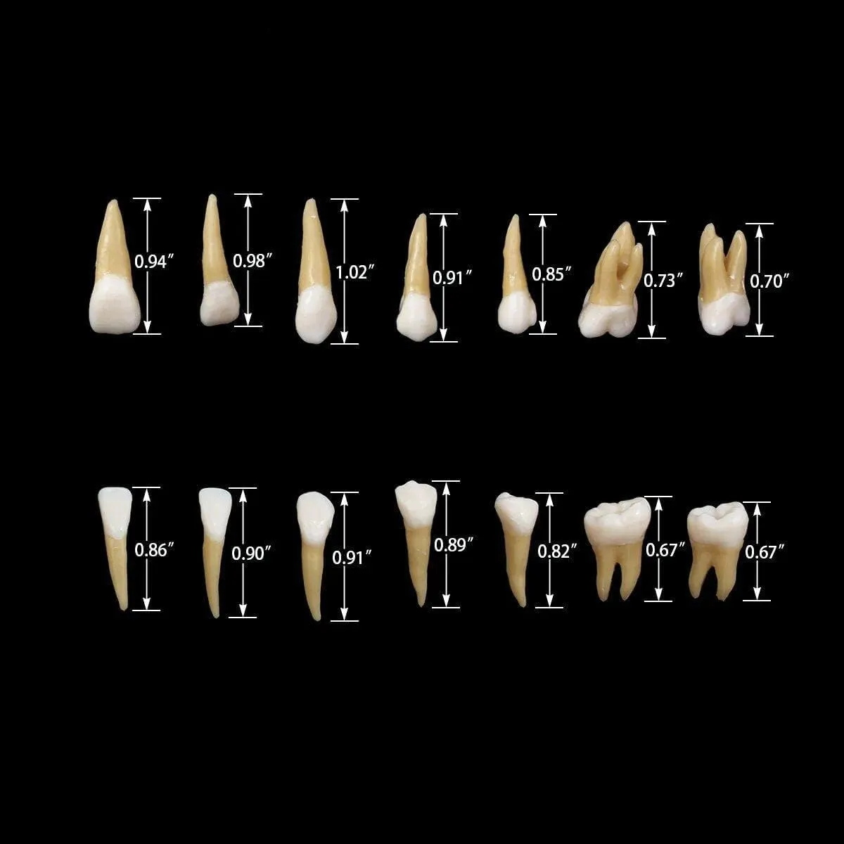 UIGJIOG 28 Modelli Permanenti di Denti Artificiali per Educazione e Ricerca Dentale - immagine 2