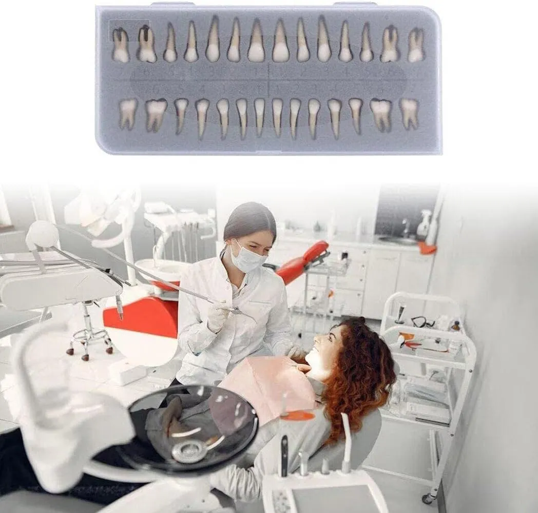 UIGJIOG 28 Modelli Permanenti di Denti Artificiali per Educazione e Ricerca Dentale - immagine 4