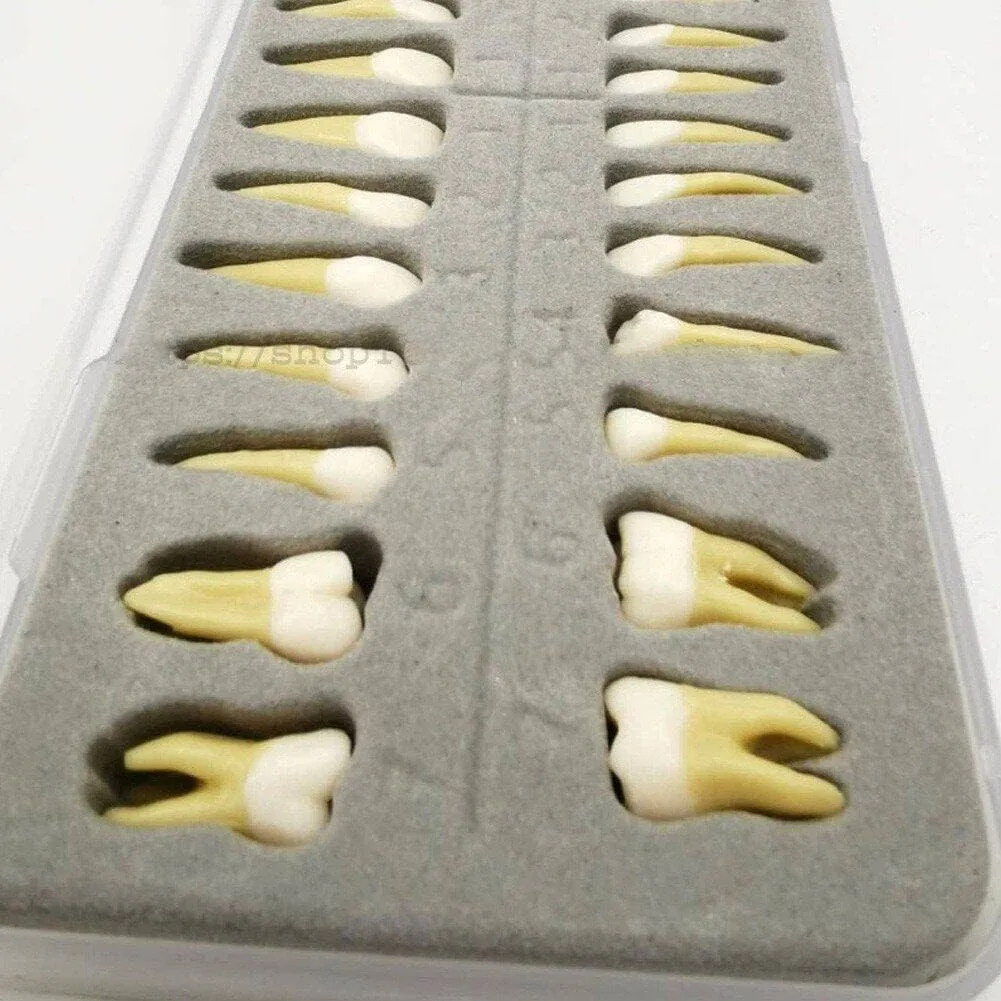 UIGJIOG 28 Modelli Permanenti di Denti Artificiali per Educazione e Ricerca Dentale - immagine 5
