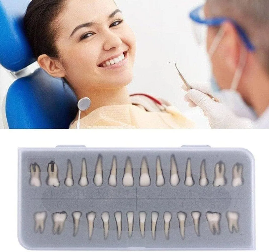 UIGJIOG 28 Modelli Permanenti di Denti Artificiali per Educazione e Ricerca Dentale - immagine 7