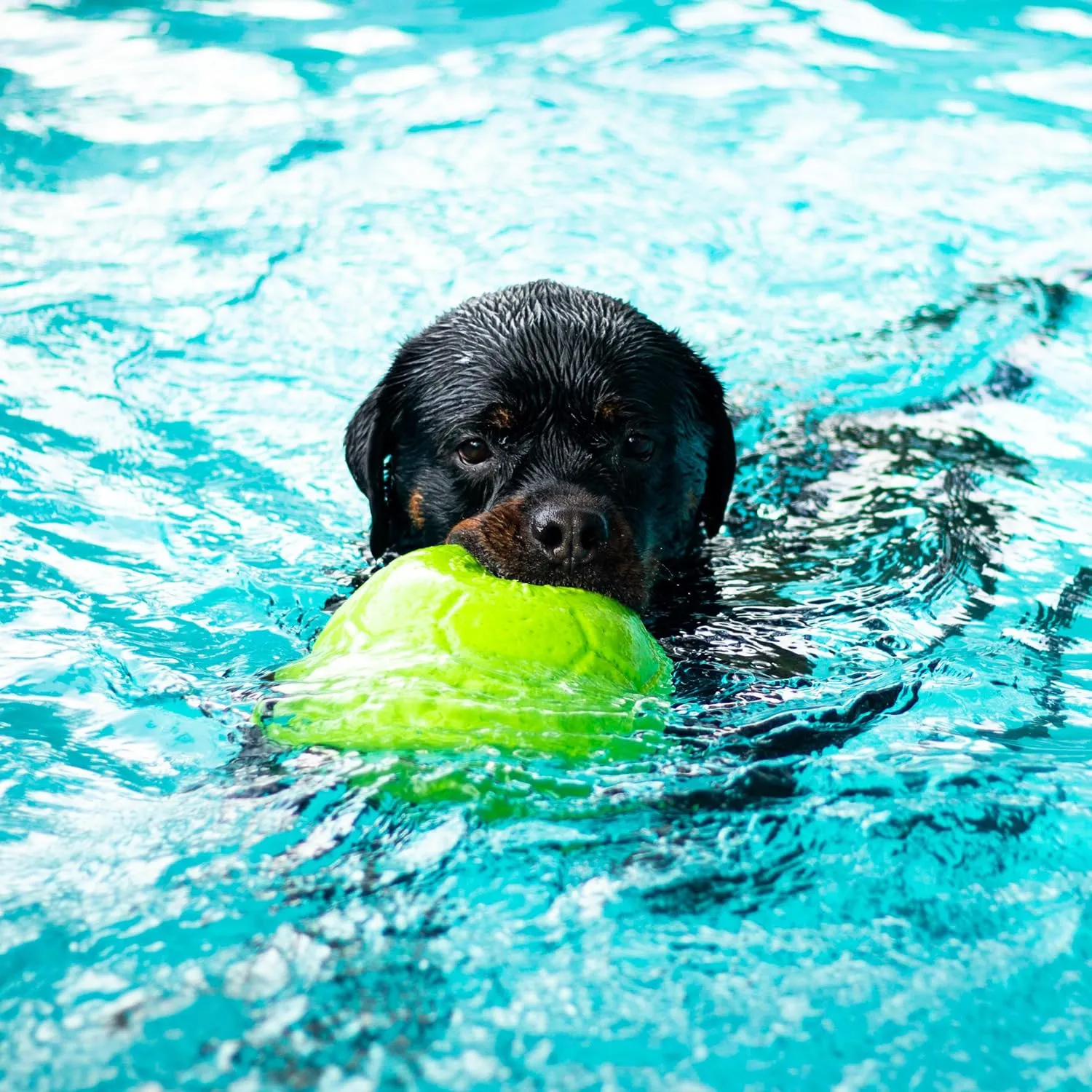 Jolly Pets Palla da Calcio per Cani Verde Mela, Large - immagine 7