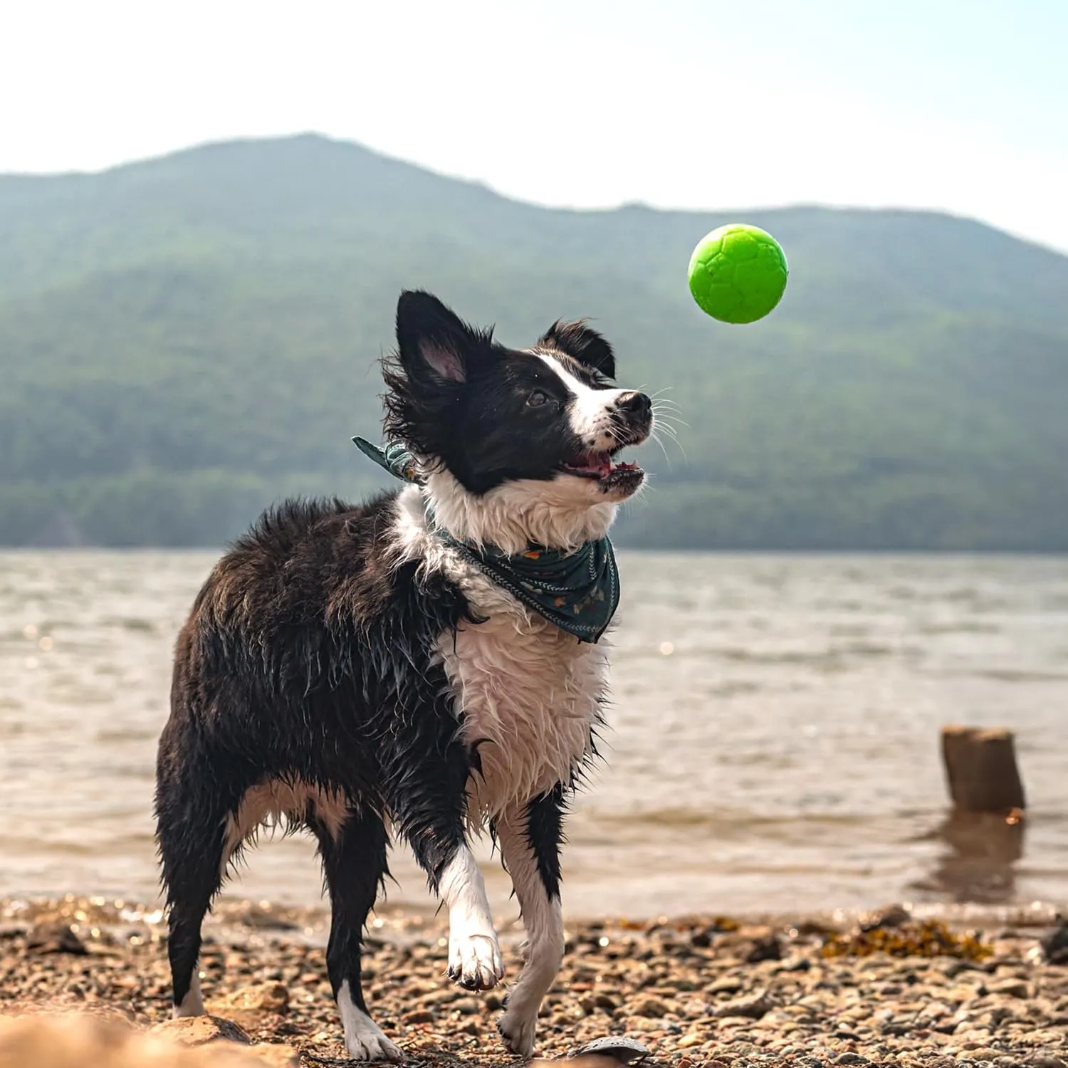 Jolly Pets Palla da Calcio per Cani - Verde Mela - 217 g - immagine 7