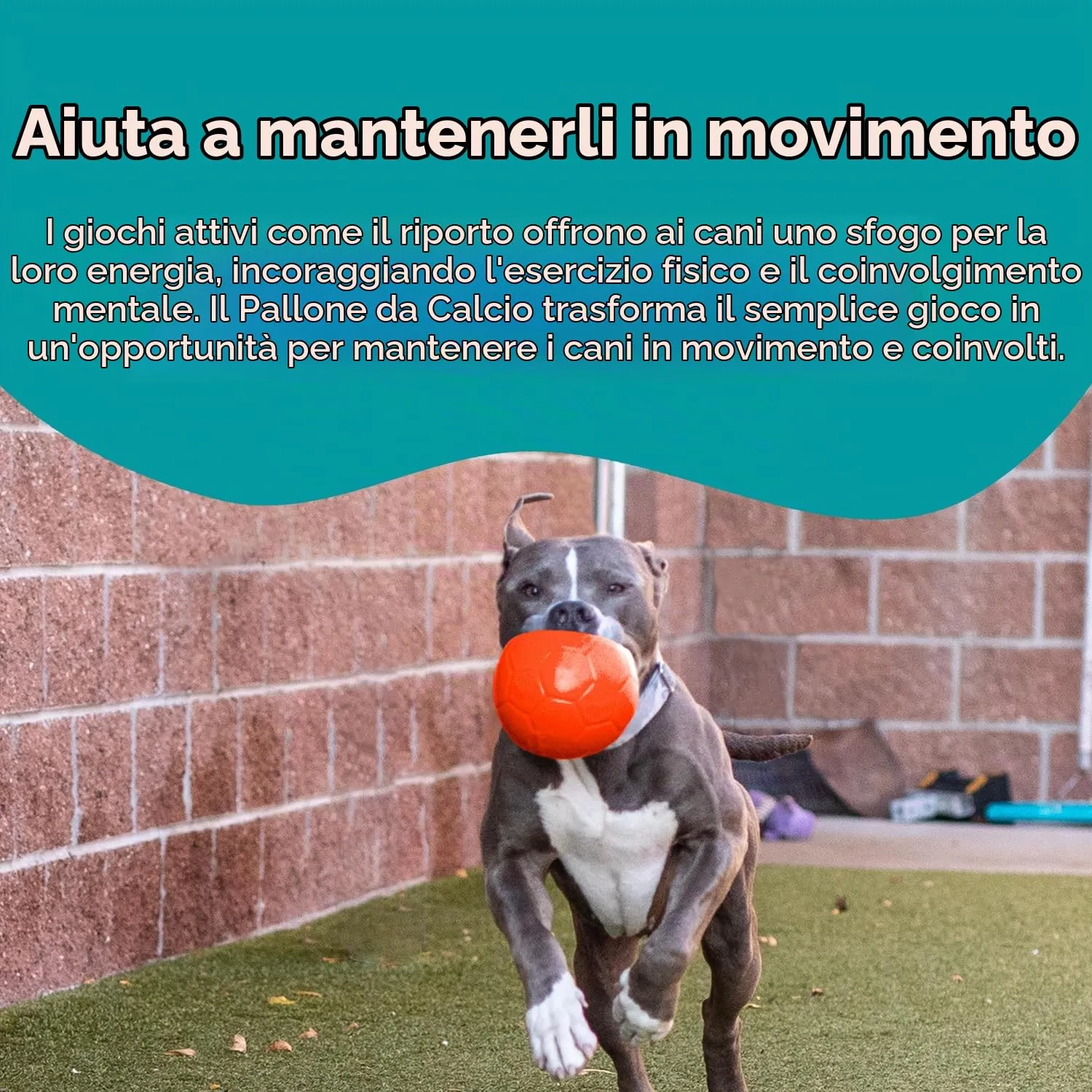 Jolly Pets Palla da Calcio per Cani, Arancione, Medium - immagine 4