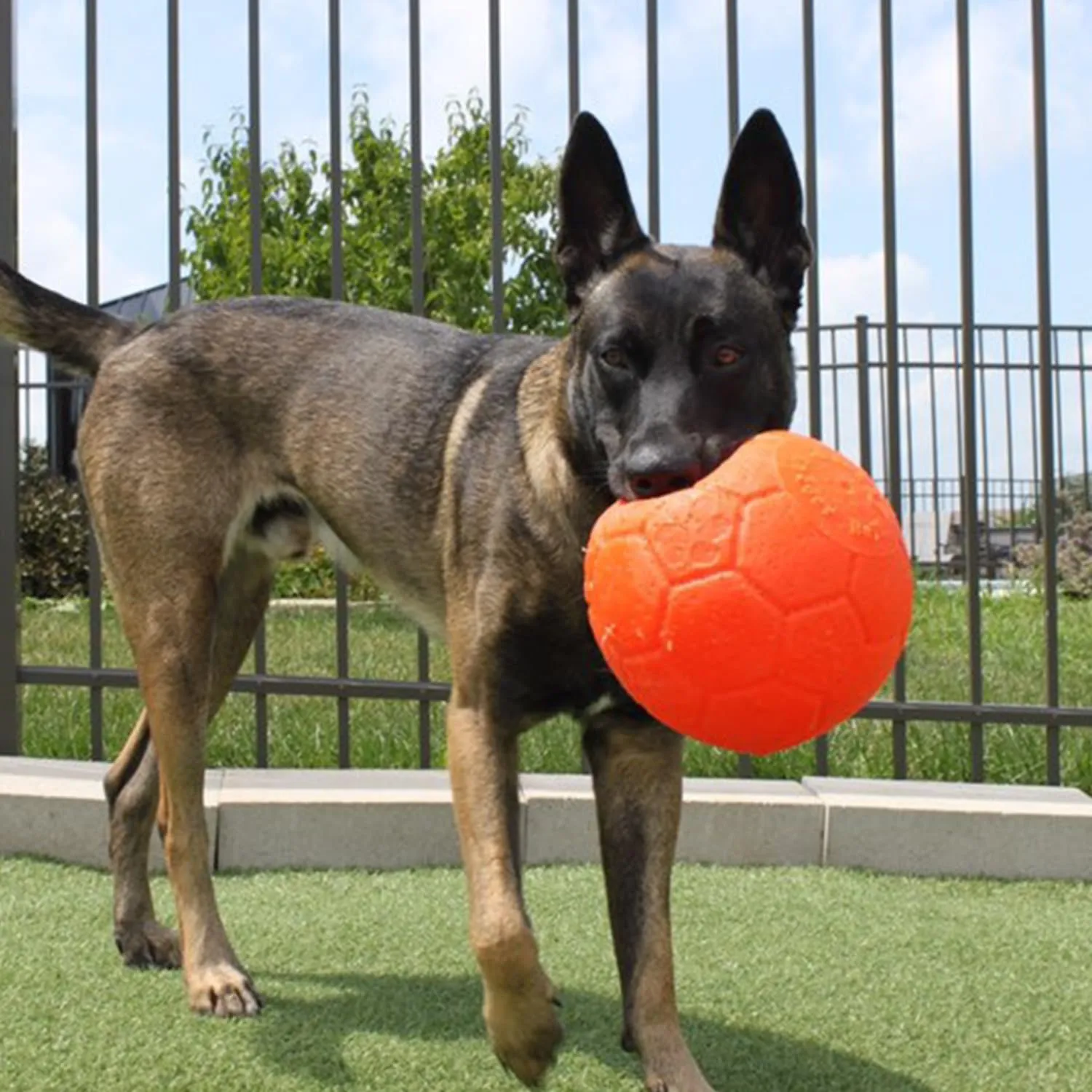 Jolly Pets Palla per cani, 20.3 cm, Aracnione - immagine 9