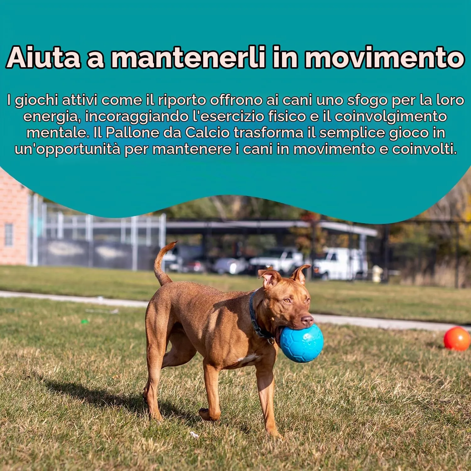 Jolly Pets Palla da Calcio per Cani, Large, Azzurro, SB08 Ocean - immagine 5