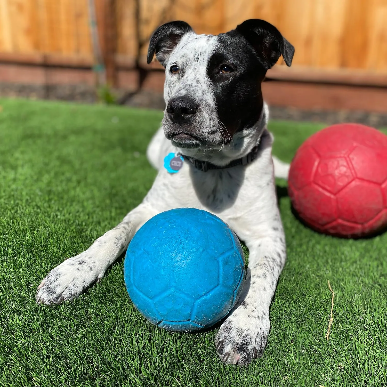 Jolly Pets Palla da Calcio per Cani, Large, Azzurro, SB08 Ocean - immagine 8