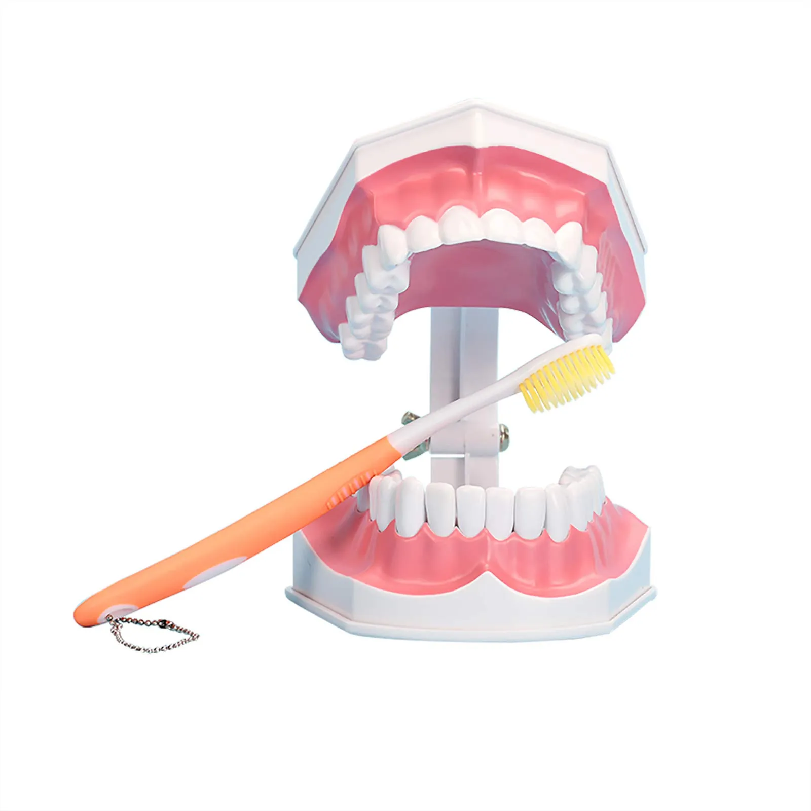 YOUYA DENTAL Modello Dentale di Grandi Dimensioni con Spazzolino e Denti Inferiori Rimovibili per Insegnamento - immagine 1