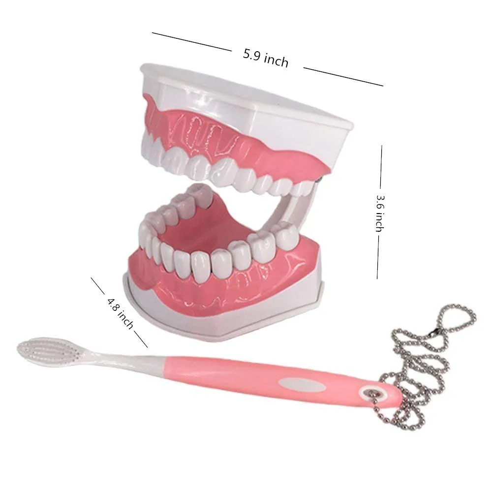 YOUYA DENTAL Modello Dentale di Grandi Dimensioni con Spazzolino e Denti Inferiori Rimovibili per Insegnamento - immagine 2