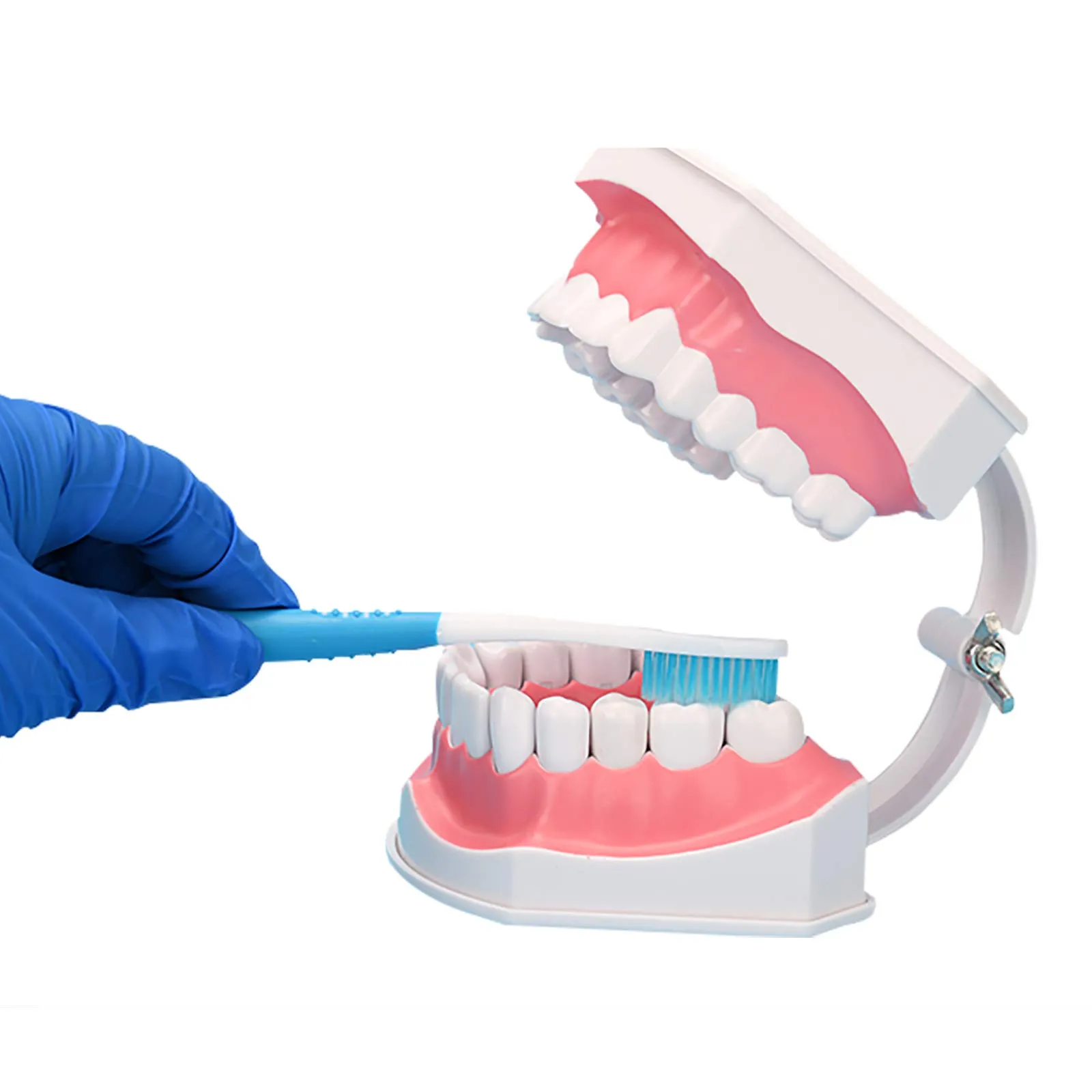 YOUYA DENTAL Modello Dentale di Grandi Dimensioni con Spazzolino e Denti Inferiori Rimovibili per Insegnamento - immagine 3