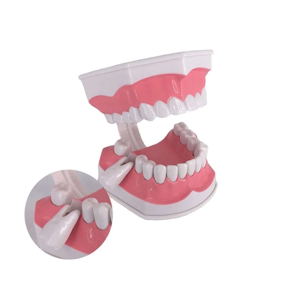 YOUYA DENTAL Modello Dentale di Grandi Dimensioni con Spazzolino e Denti Inferiori Rimovibili per Insegnamento - immagine 4