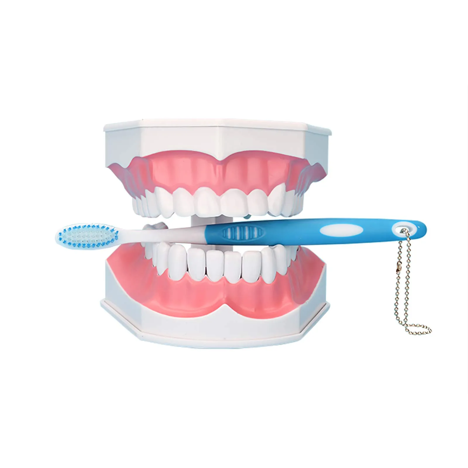 YOUYA DENTAL Modello Dentale di Grandi Dimensioni con Spazzolino e Denti Inferiori Rimovibili per Insegnamento - immagine 6
