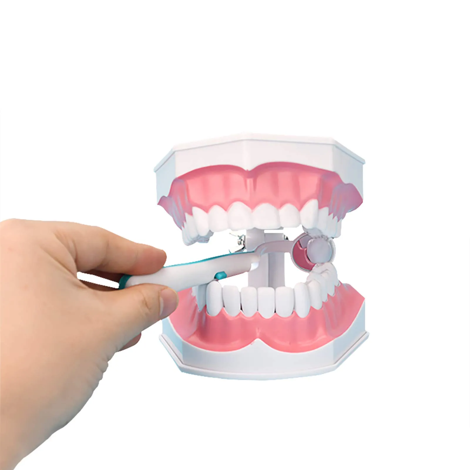 YOUYA DENTAL Modello Dentale di Grandi Dimensioni con Spazzolino e Denti Inferiori Rimovibili per Insegnamento - immagine 7