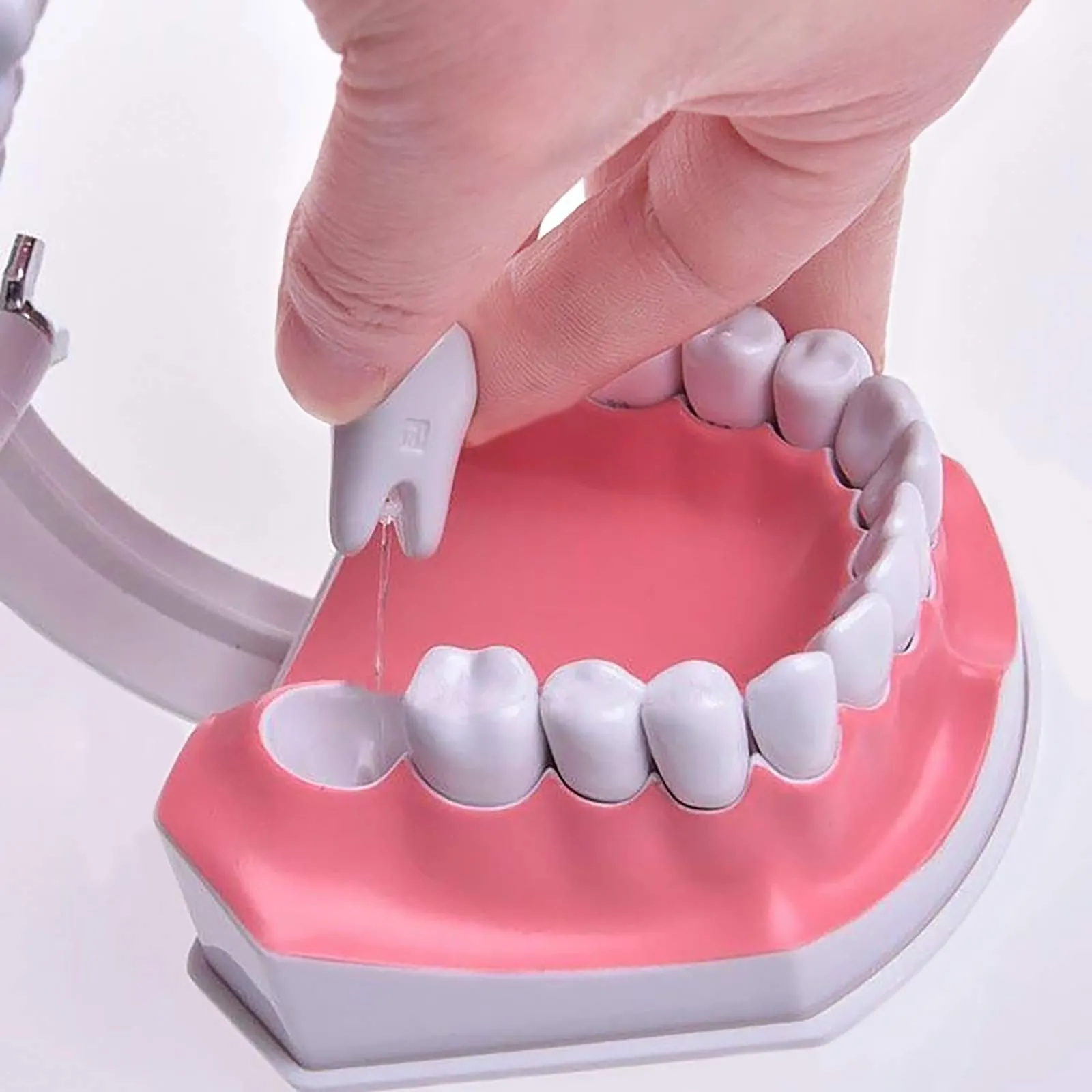 YOUYA DENTAL Modello Dentale di Grandi Dimensioni con Spazzolino e Denti Inferiori Rimovibili per Insegnamento - immagine 8