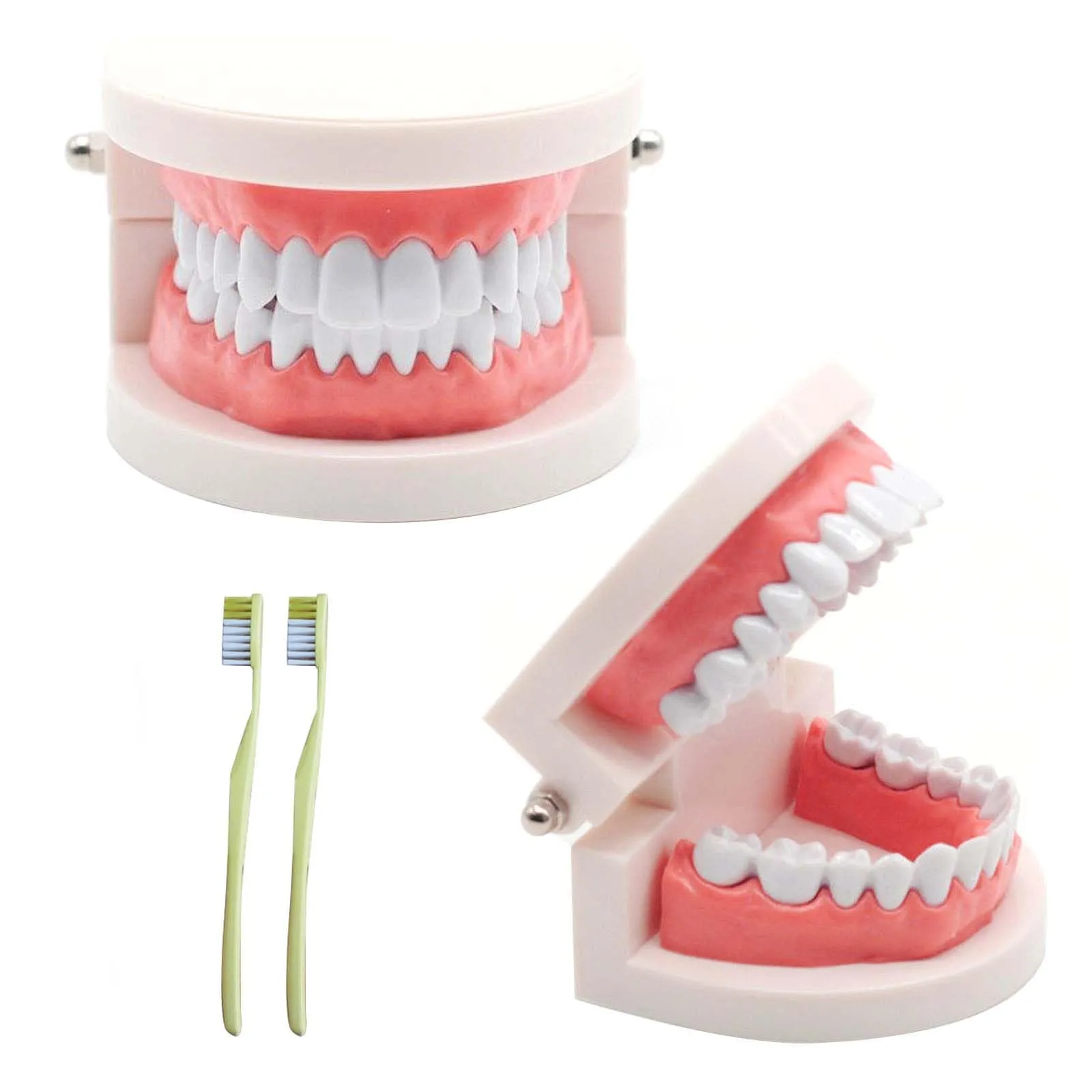 ANBOO Modello Dentale in PVC per Educazione Dentale e Cura Orale, 2 Pezzi con Spazzolini - immagine 1