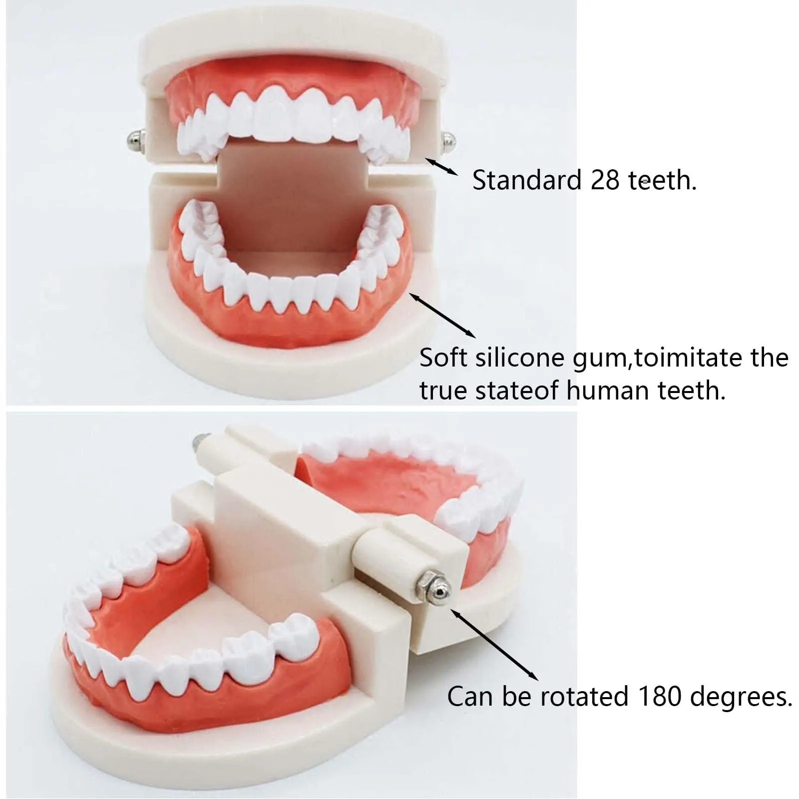 ANBOO Modello Dentale in PVC per Educazione Dentale e Cura Orale, 2 Pezzi con Spazzolini - immagine 2