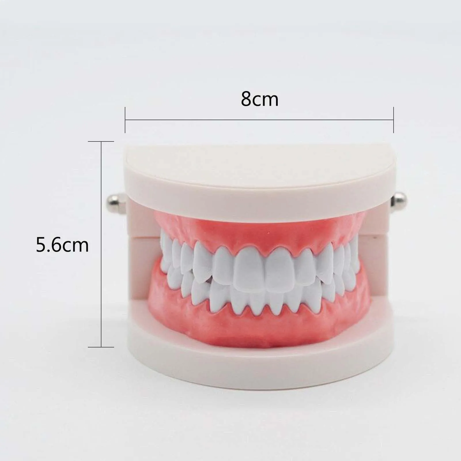 ANBOO Modello Dentale in PVC per Educazione Dentale e Cura Orale, 2 Pezzi con Spazzolini - immagine 3
