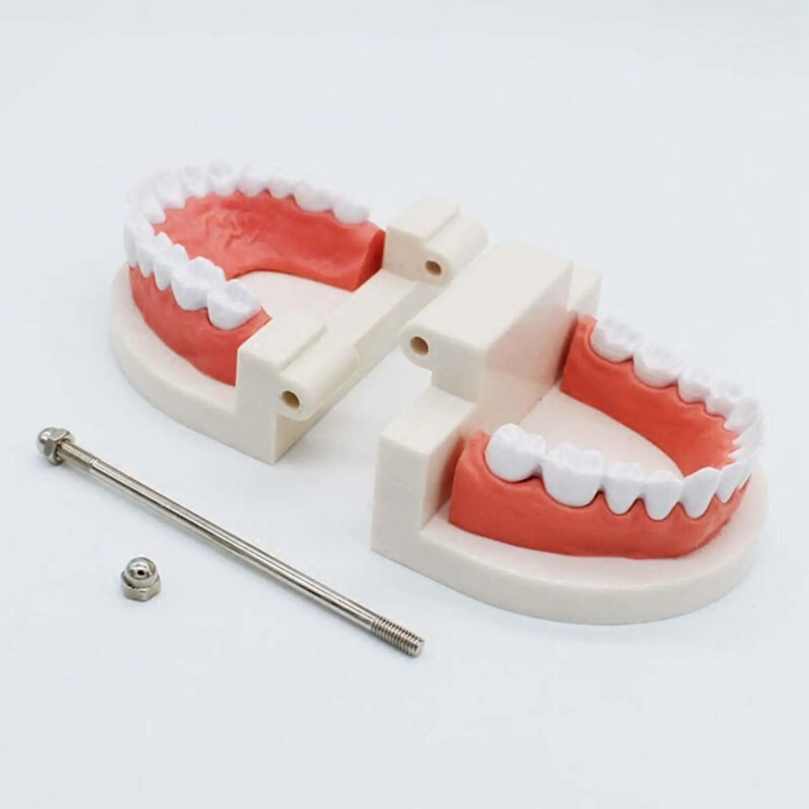 ANBOO Modello Dentale in PVC per Educazione Dentale e Cura Orale, 2 Pezzi con Spazzolini - immagine 5