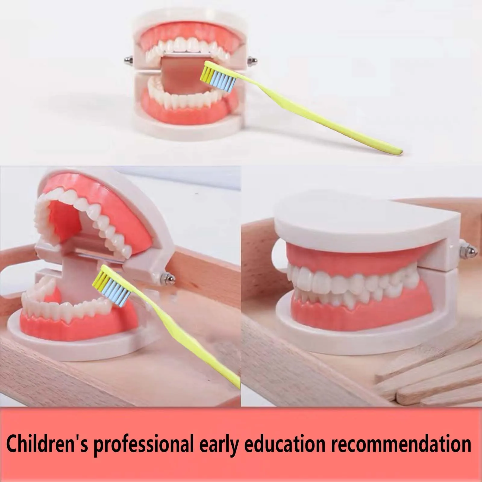ANBOO Modello Dentale in PVC per Educazione Dentale e Cura Orale, 2 Pezzi con Spazzolini - immagine 6