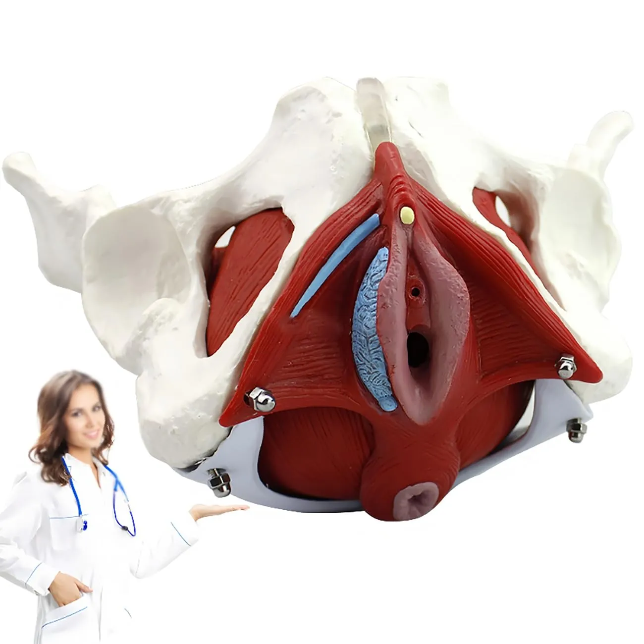 Modello Anatomico del Bacino e dei Muscoli del Pavimento Pelvico Femminile Staccabile - immagine 1