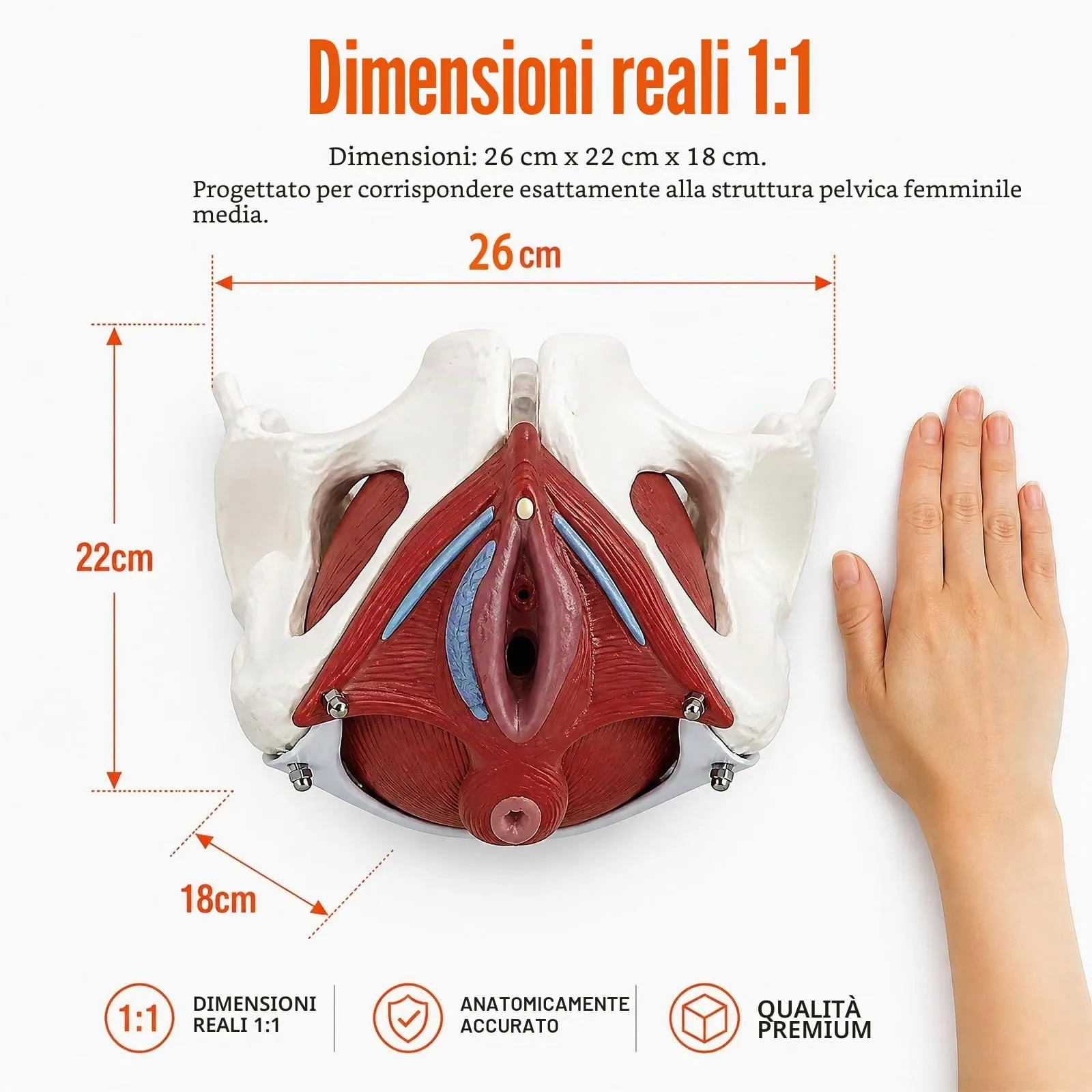 Modello Anatomico del Bacino e dei Muscoli del Pavimento Pelvico Femminile Staccabile - immagine 4