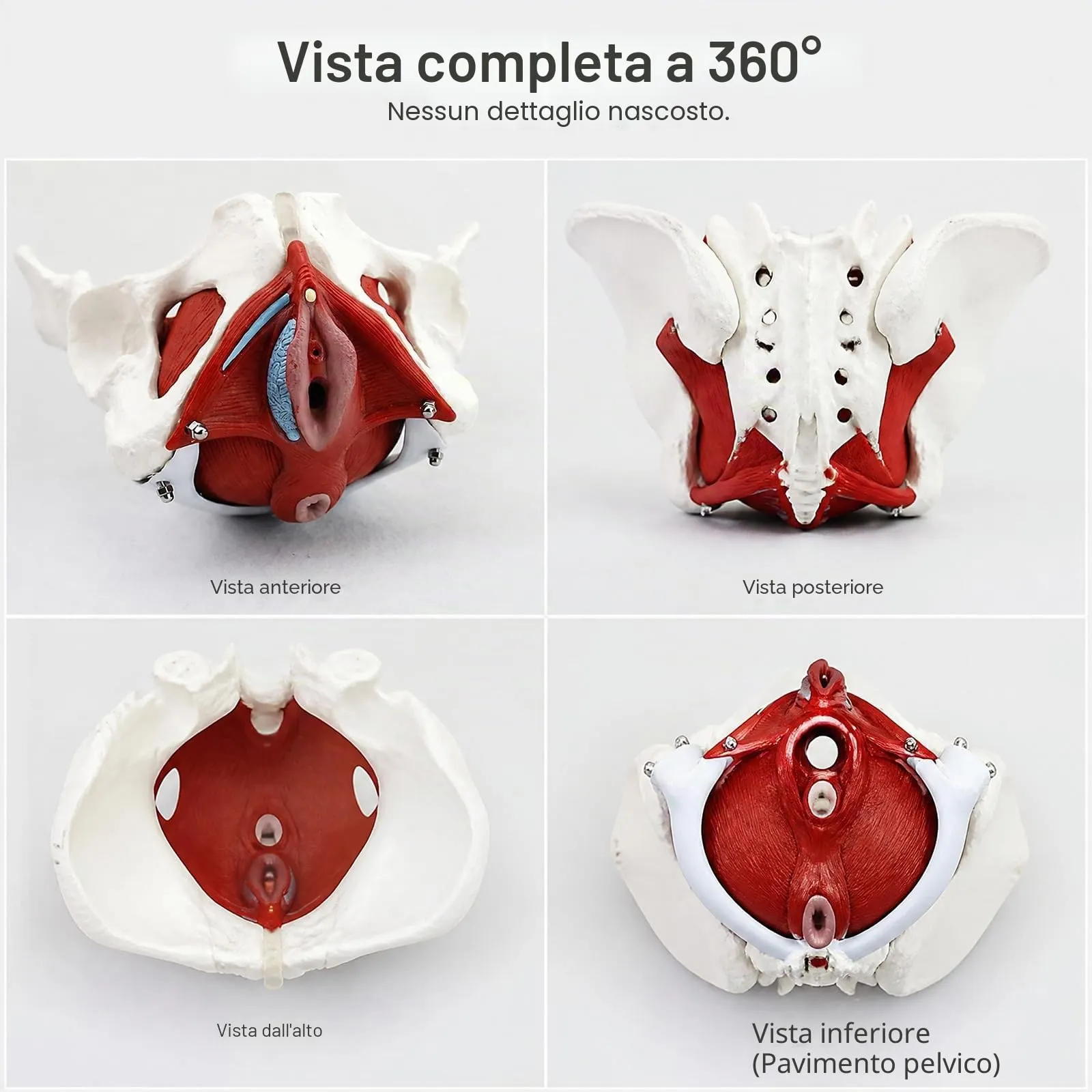 Modello Anatomico del Bacino e dei Muscoli del Pavimento Pelvico Femminile Staccabile - immagine 6