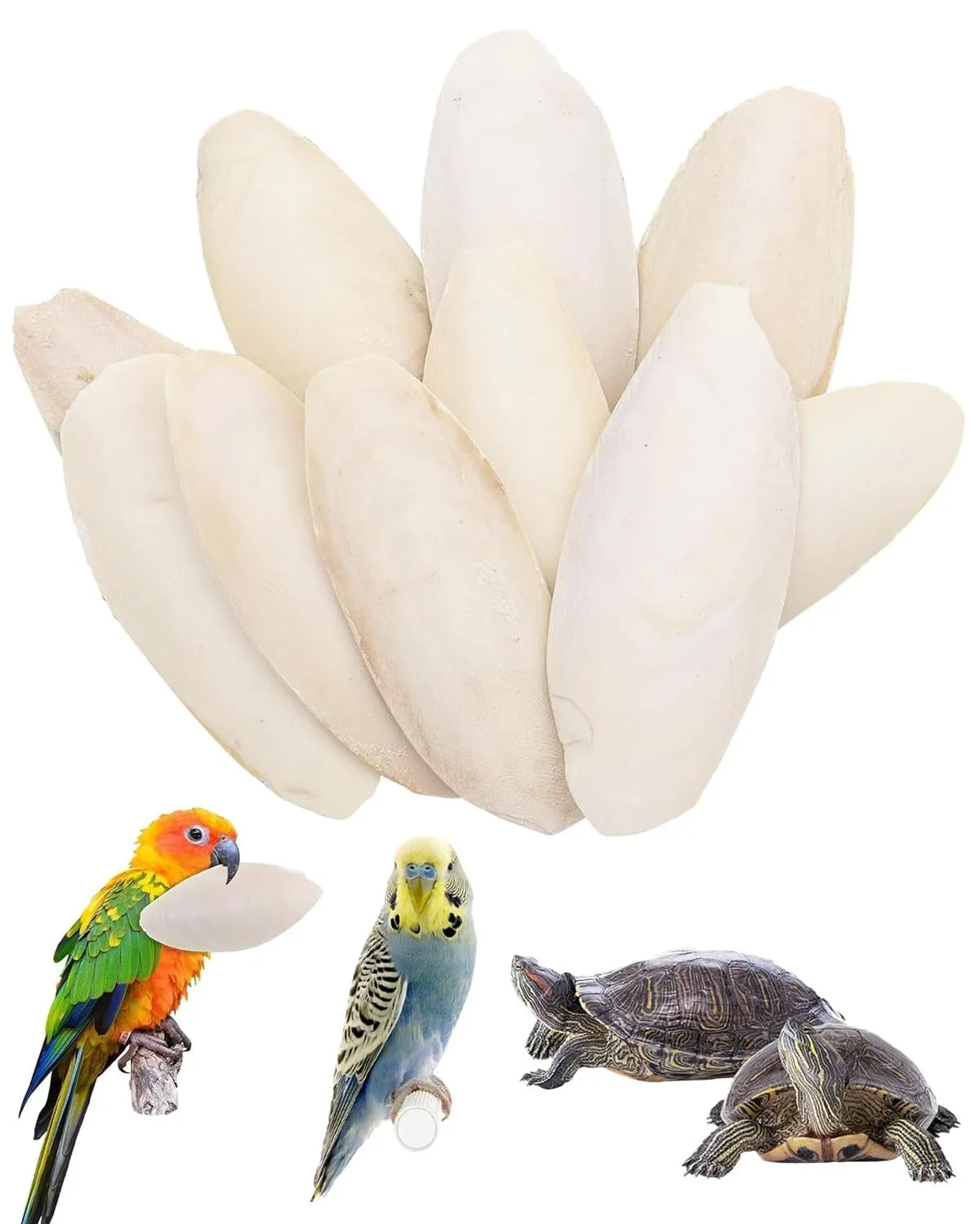 JEXOWIQ Osso di seppia per pappagalli, rettili e tartarughe, 8-10 cm, 10 pezzi - immagine 1