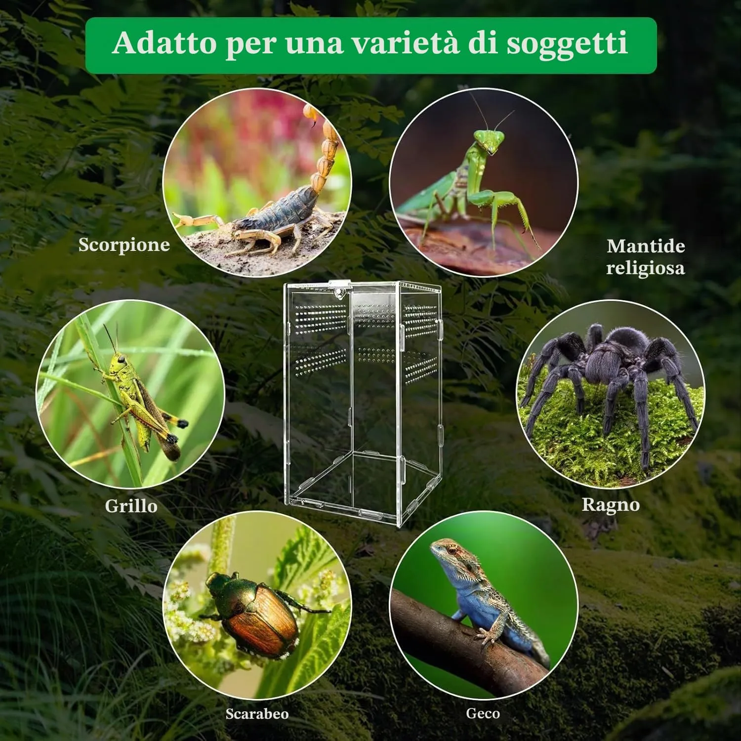 Gulxwis Terrario in Acrilico Trasparente per Insetti e Rettili, 12x12x20 cm - immagine 6