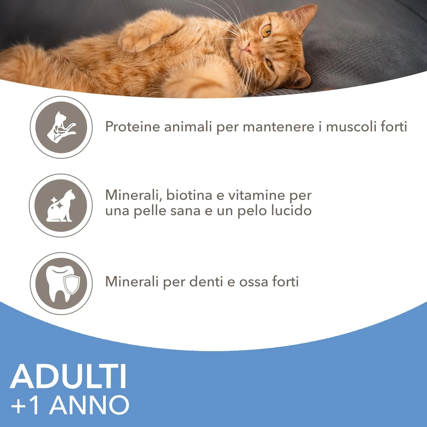 IAMS Delights Sea Collection Cibo Umido per Gatti in Gelatina, 12 x 85 g - immagine 3