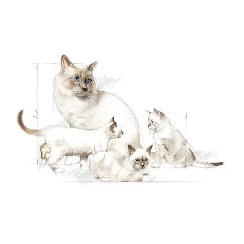 Royal Canin Babycat Milk, 2 x 300 g - immagine 5
