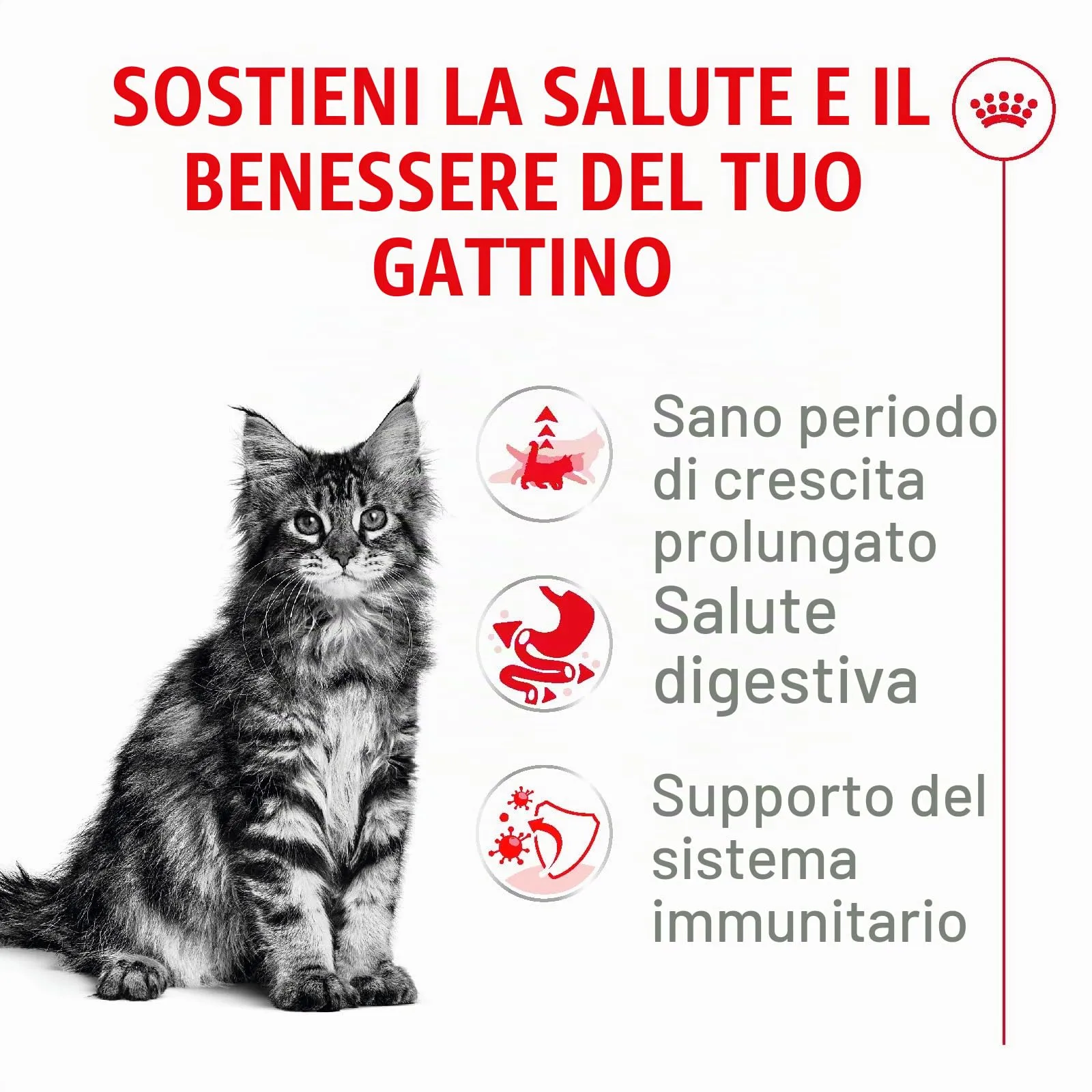 Royal Canin Maine Coon Kitten Dry Cat Food, 400 g - immagine 2