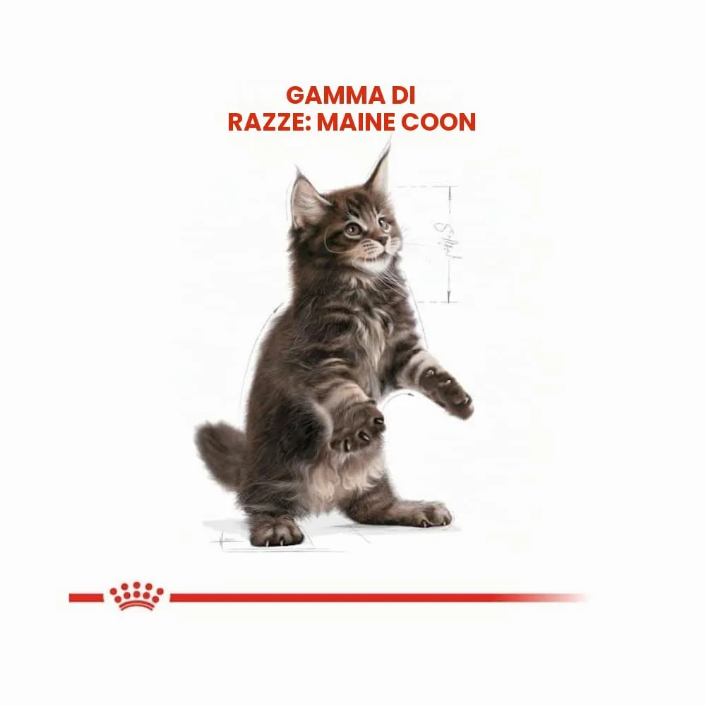 Royal Canin Maine Coon Kitten Dry Cat Food, 400 g - immagine 3