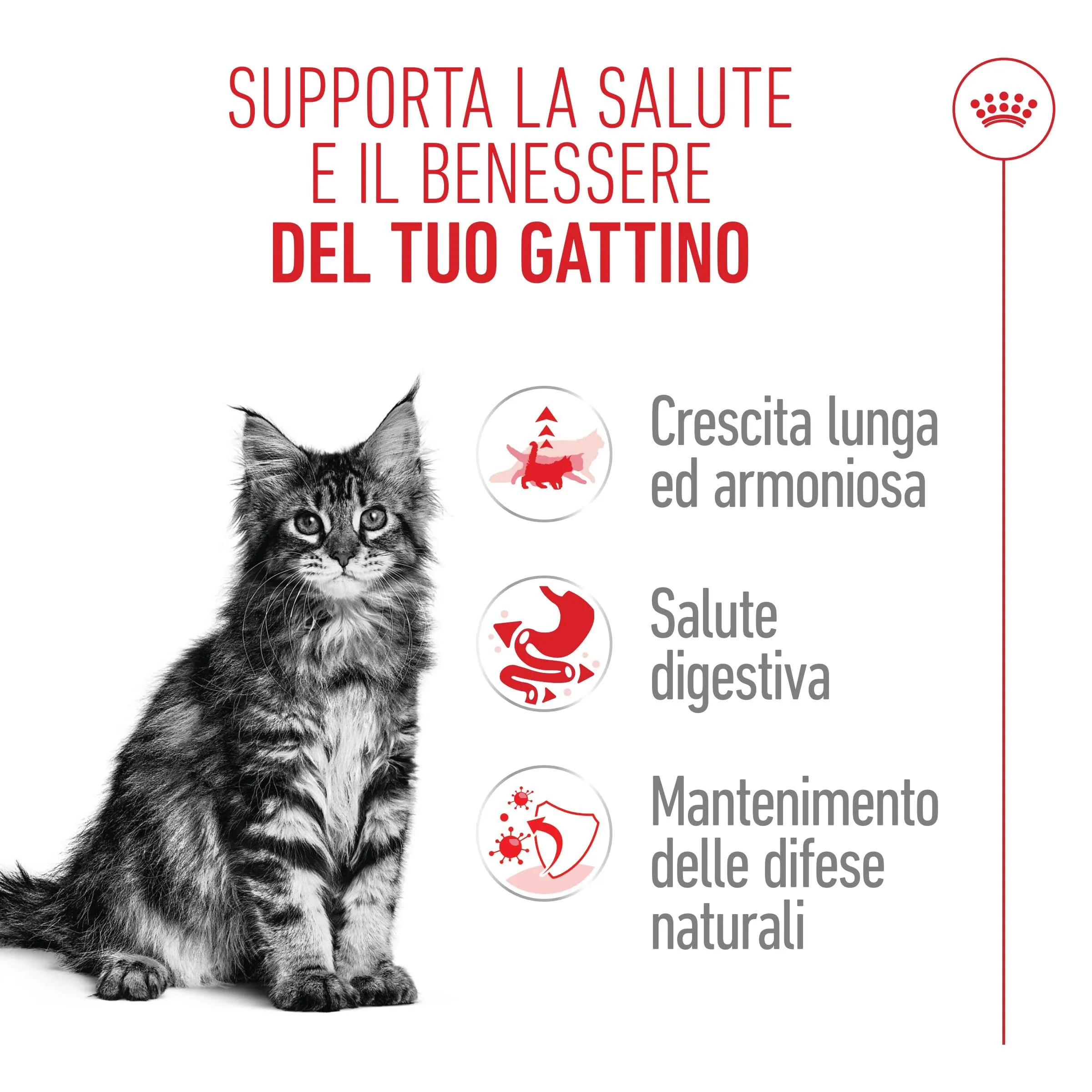 Royal Canin Maine Coon Kitten Cibo secco per gattini, 4kg - immagine 2