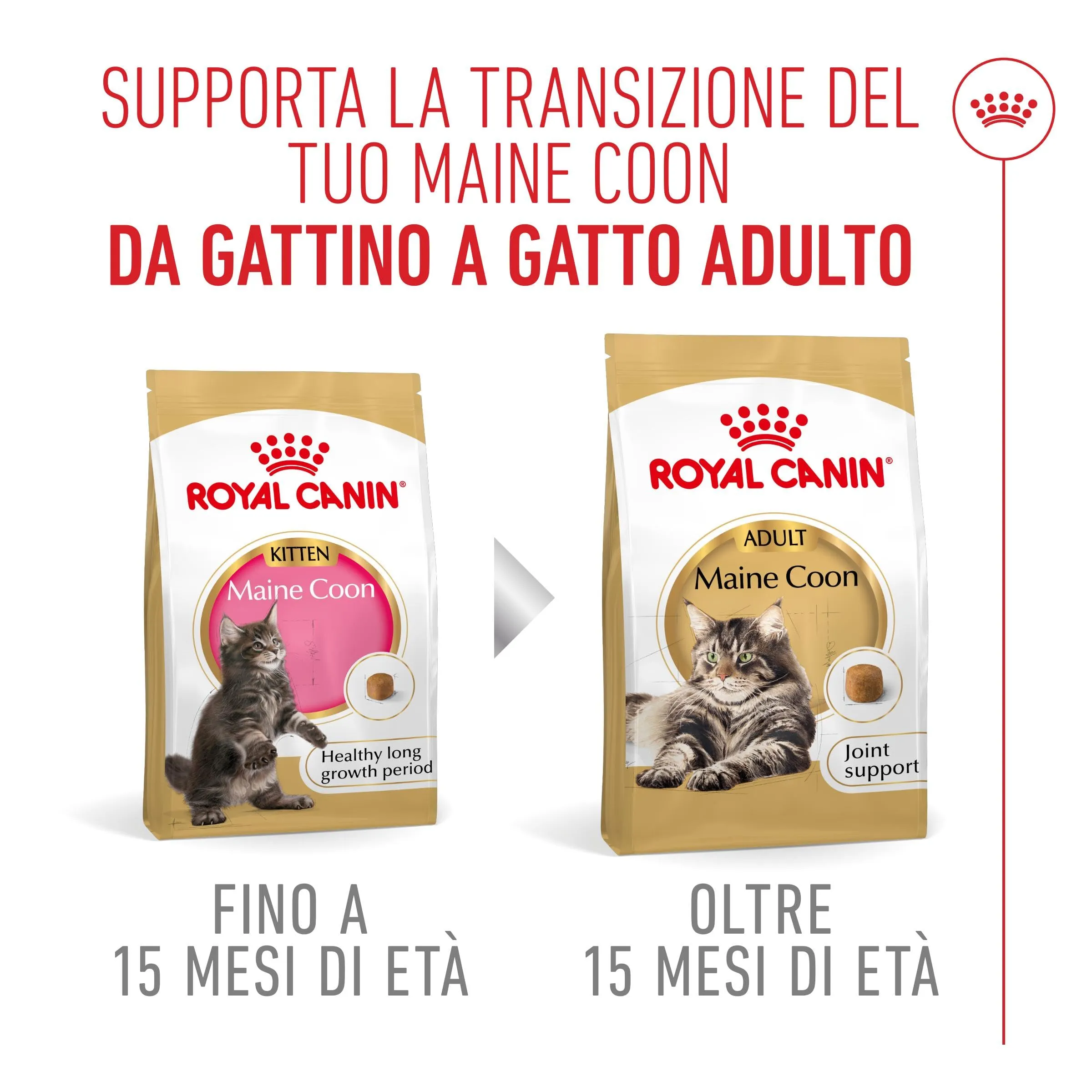 Royal Canin Maine Coon Kitten Cibo secco per gattini, 4kg - immagine 5