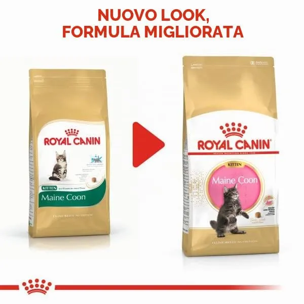 Royal Canin Kitten Maine Coon 10 kg - immagine 2