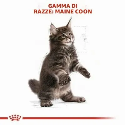 Royal Canin Kitten Maine Coon 10 kg - immagine 3