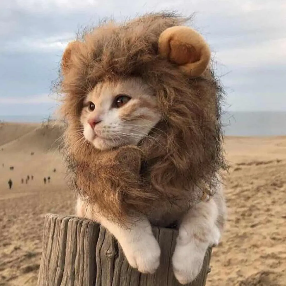 NHQZ Bello Luna Lion Mane Costume for Small Dogs and Cats - immagine 5