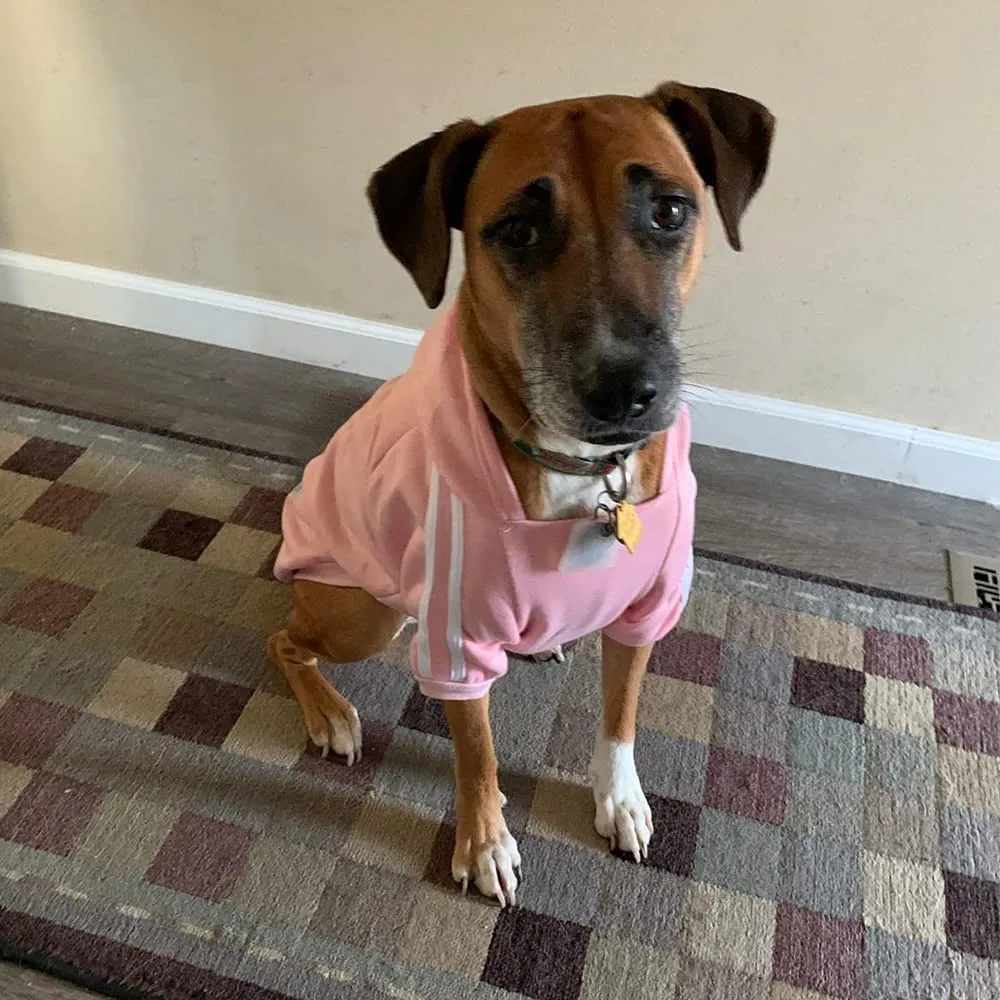 Eastlion Felpa con Cappuccio in Cotone per Cani, Blu Scuro, 8XL - immagine 8