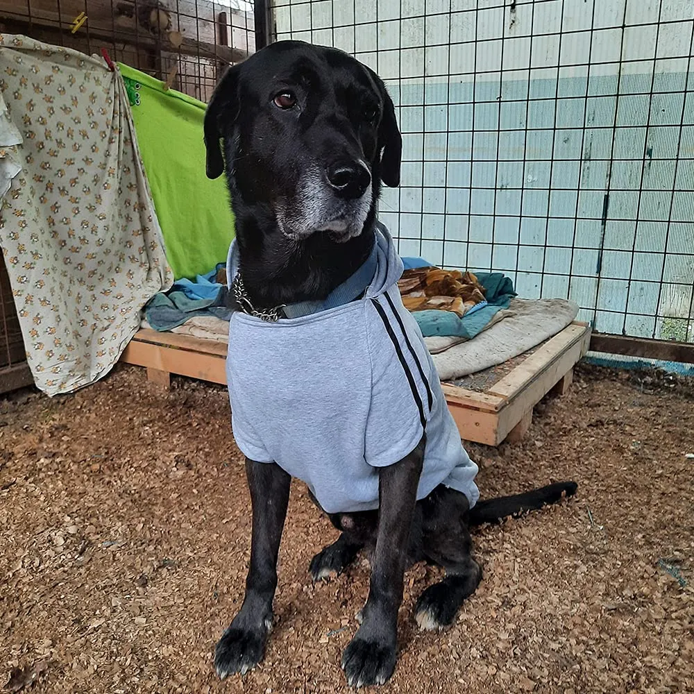 Eastlion Felpa con Cappuccio in Cotone per Cani, Nero, 3XL - immagine 4