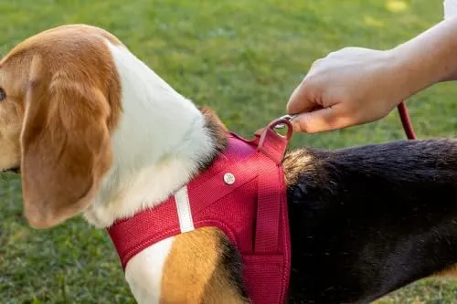 Curli Clasp Air-Mesh Harness - Mango, XL - immagine 5