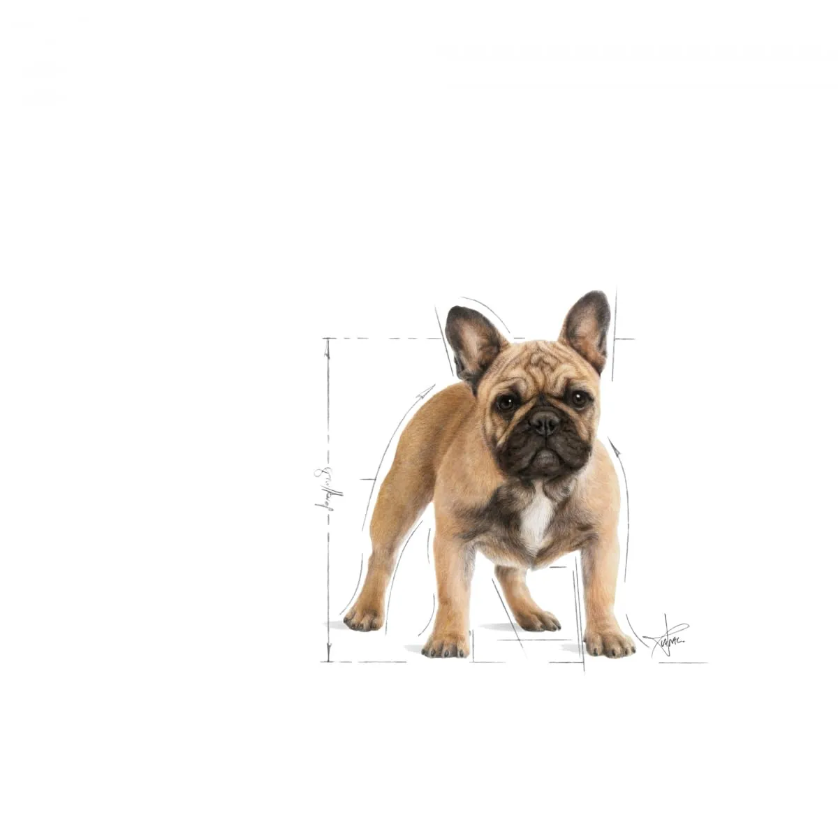 Royal Canin French Bulldog Adult Dog Dry Food, 3kg - immagine 3