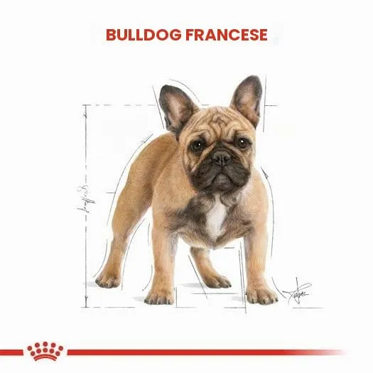Royal Canin French Bulldog Adult Dog Dry Food, 3kg - immagine 5