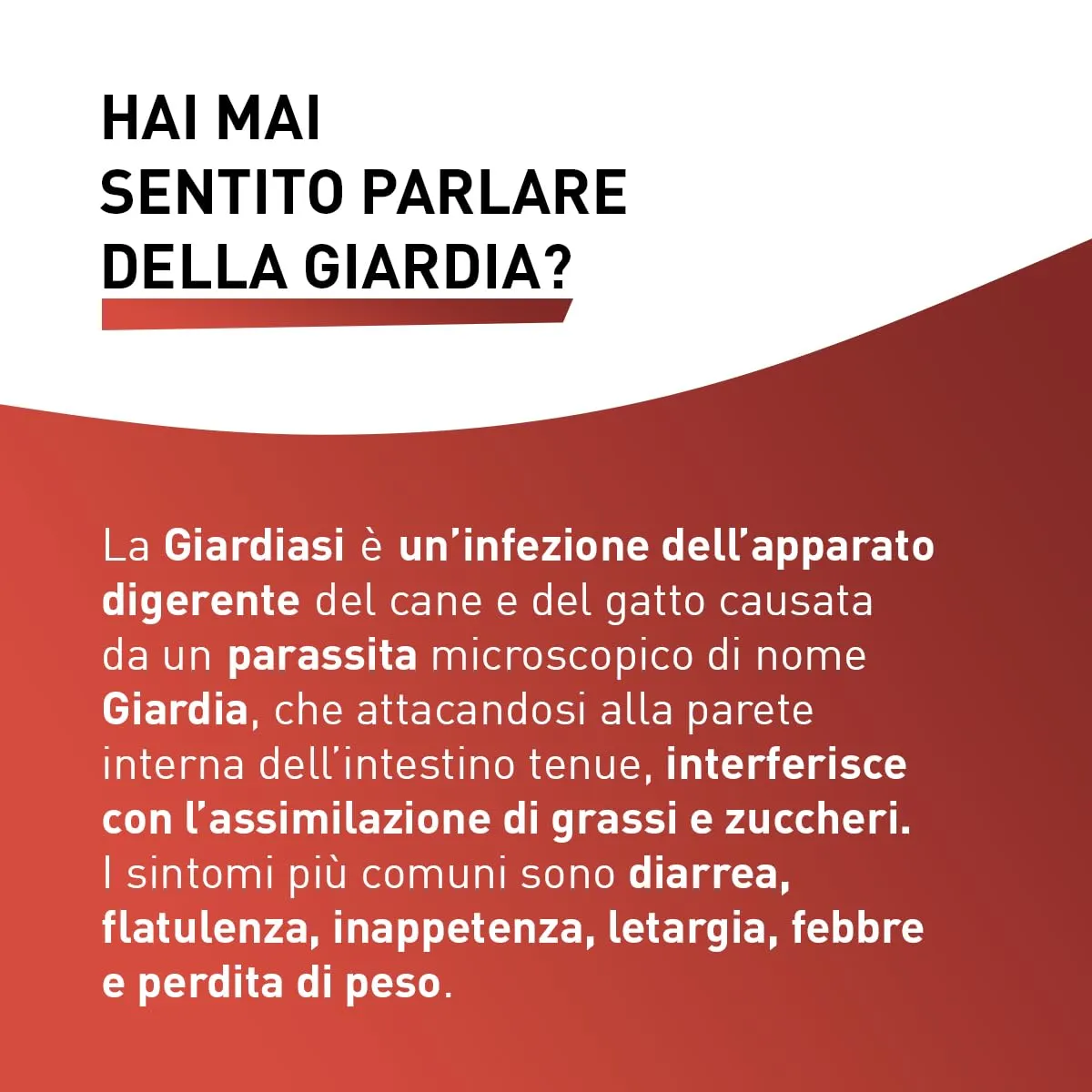Panacur Compresse 500mg Dosaggio Forte - immagine 2